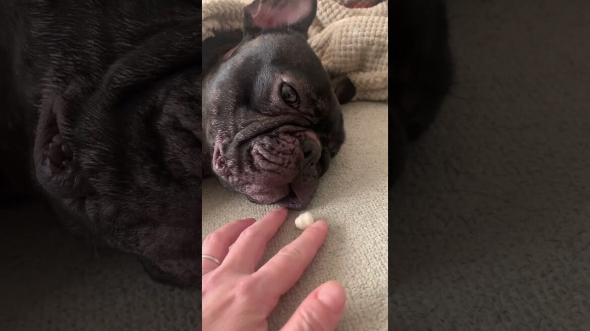 【フレンチブルドッグ】ニオイ到達まであと何秒？？#shorts #frenchie #frenchbulldog #frenchbulldoglife