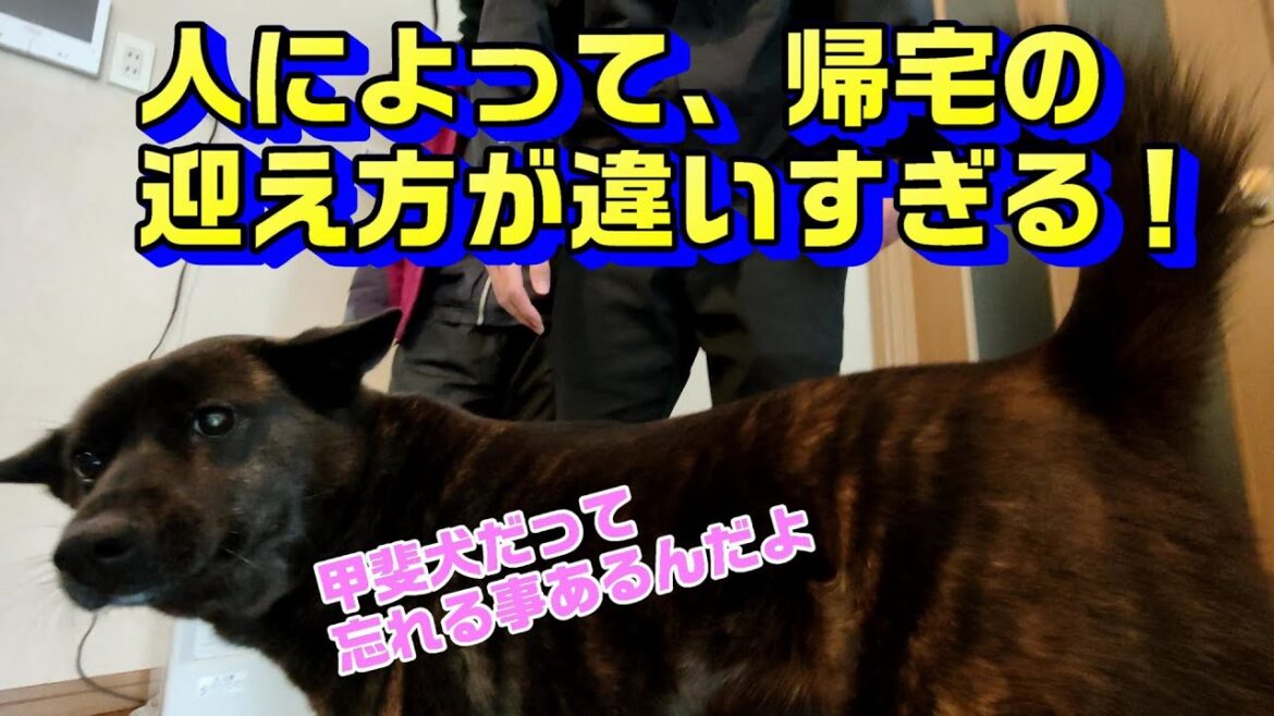 レニーが帰ってきた！いちは冷静！お姉ちゃんの時は酷かった！と、いつものいち-　甲斐犬いち