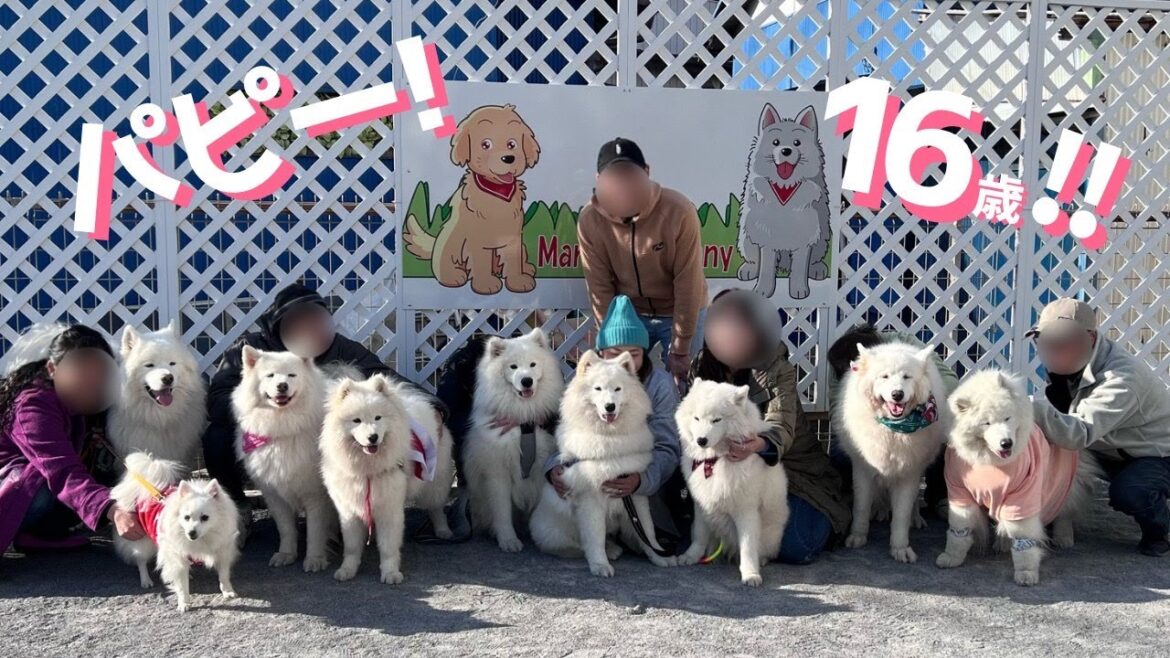 【サモエド】~生後10ヶ月~クリスマスサモ会!サモエドオーナーが経営するドッグランカフェに大集合しました!🎄🍽️ 【サモエド】~生後10ヶ月~クリスマスサモ会!サモエドオーナーが経営するドッグランカフェに大集合しました!🎄🍽️