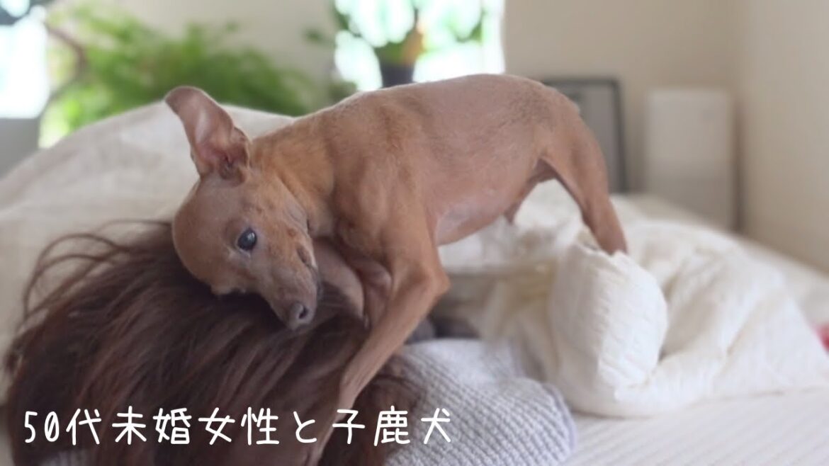 倒れた飼い主と一時間だけの暖かいクリスマスを過ごす子鹿犬【ミニピン】