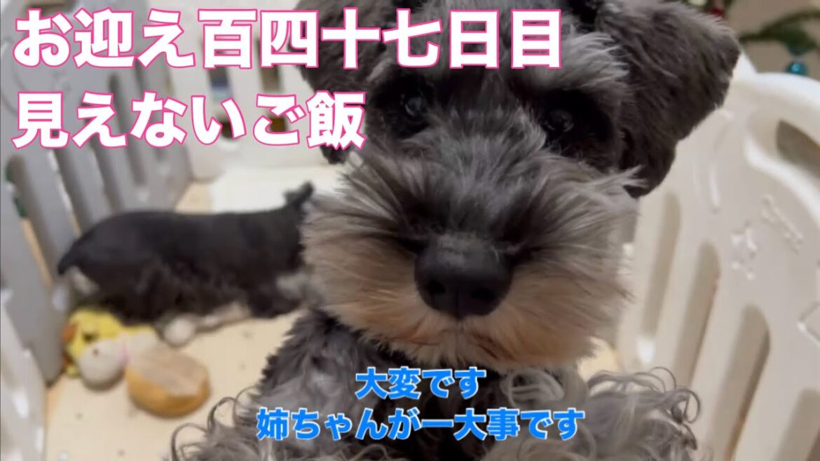 【ミニチュアシュナウザー多頭飼い】 お迎え百四十七日目 見えないご飯 【ミニチュアシュナウザー】 #ミニチュアシュナウザー多頭飼い #ミニチュアシュナウザー #しろくろチャンネル