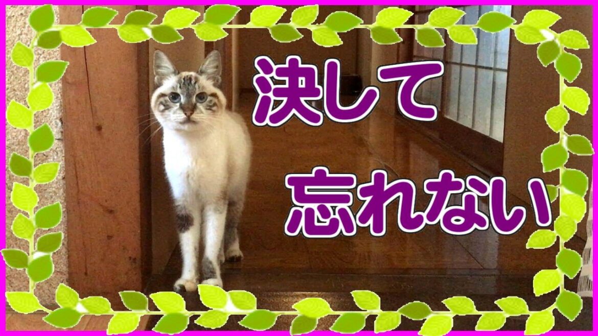 [357] シャムちゃんの49日「いつかまた私たちの元へ💖」　[レイちゃんちのネコvlog]