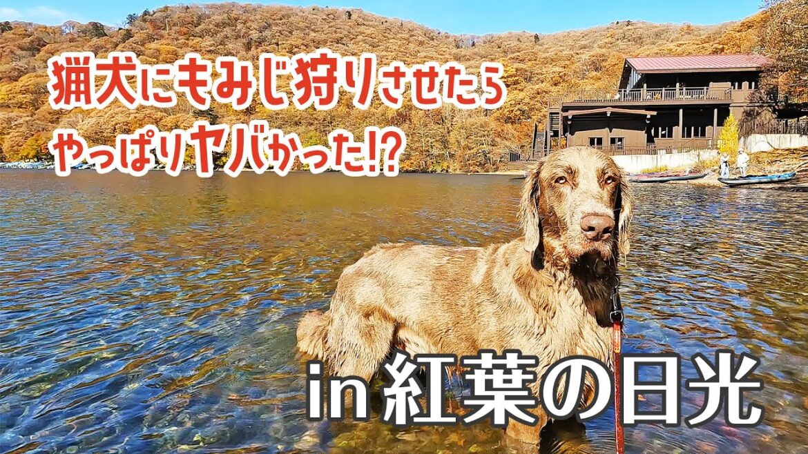 【紅葉の日光】紅葉シーズンの日光に猟犬を連れてもみじ狩りに行ってきた！