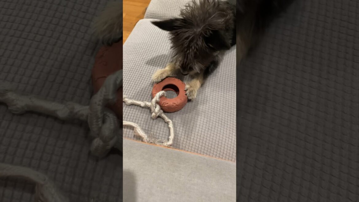 ゴムをかじって食べようとするんだよね、、