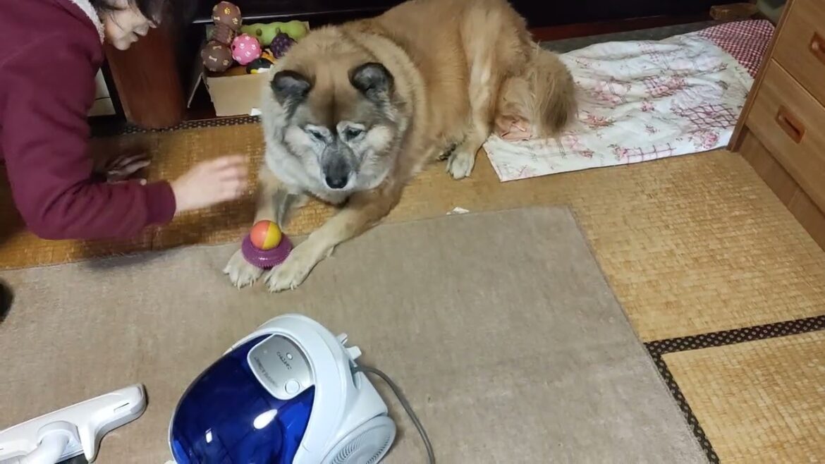 掃除機ばあばがおもちゃ箱とおもちゃを雑に扱うので文句を言う犬のムーちゃん