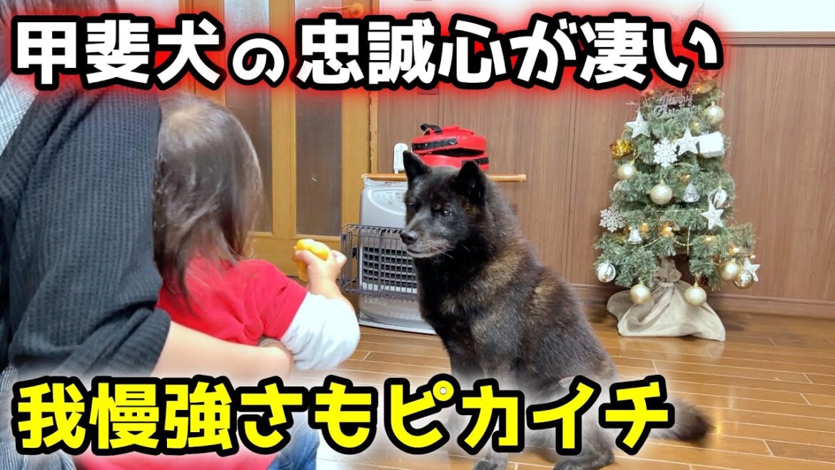 甲斐犬の忠誠心が凄すぎて感動【クリスマス】【甲斐犬一休と猫のしずく】