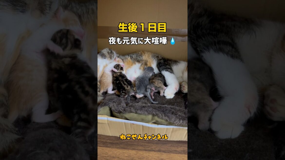 生後１日目の喧嘩が可愛いチビ子猫💕 | ねこせん