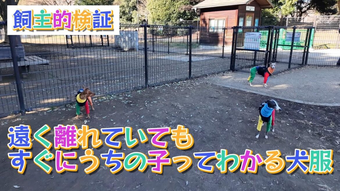 ド派手ロンパースを着て大きなドッグランに行ってきた！  [犬アテレコ]