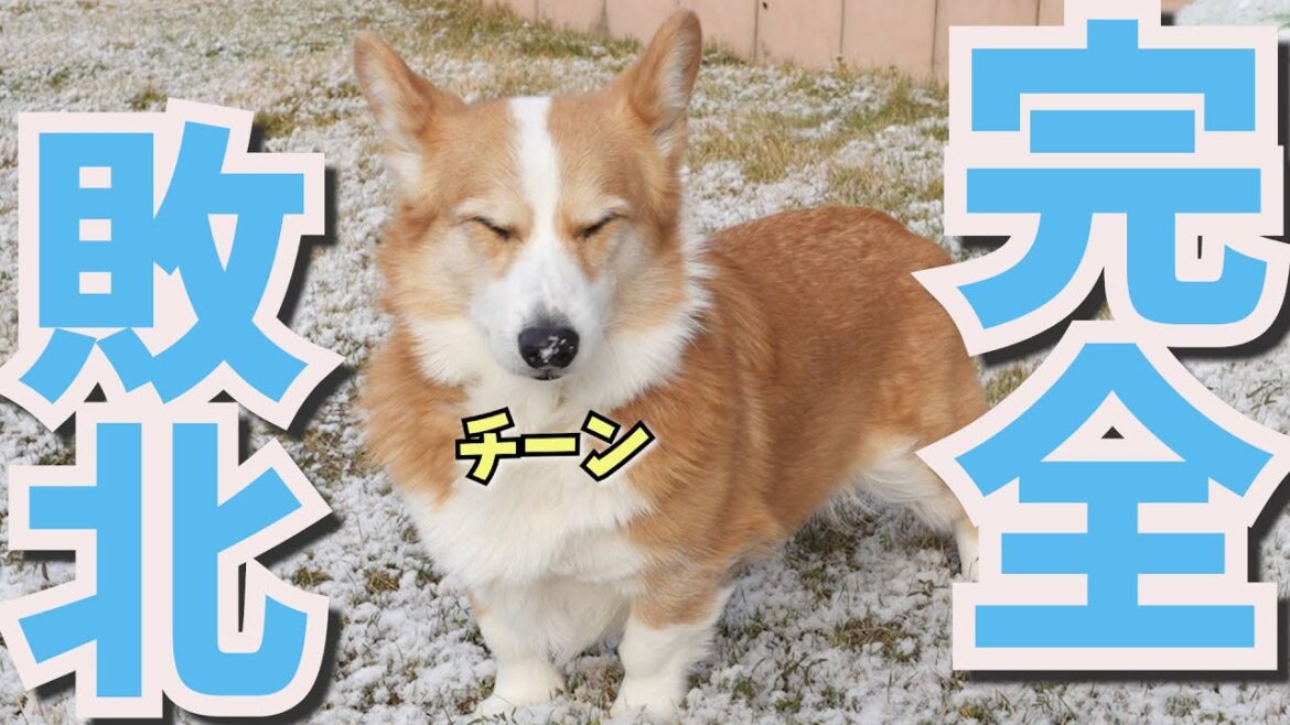 寒さに強い犬種とは思えない行動をするうちのコーギー犬