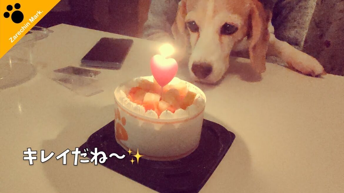 ビーグル犬ザレちん、クリスマスでロマンティックが止まらない🎁