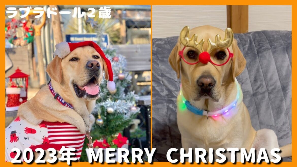 【ラブラドールレトリーバー】2023年　MERRY CHRISTMAS！　美味しい楽しいクリスマスを過ごす大型犬