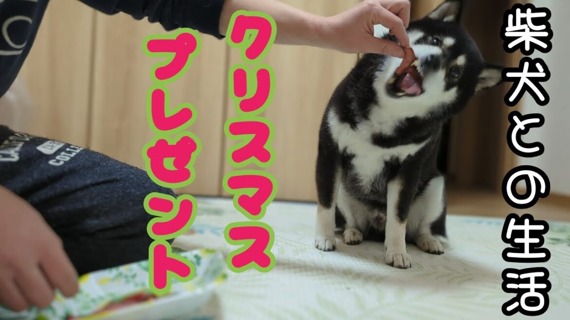 黒柴にクリスマスプレゼント😁大好物のローストビーフを買ってきました😁【柴犬】【プレゼント】【肉】【黒柴】