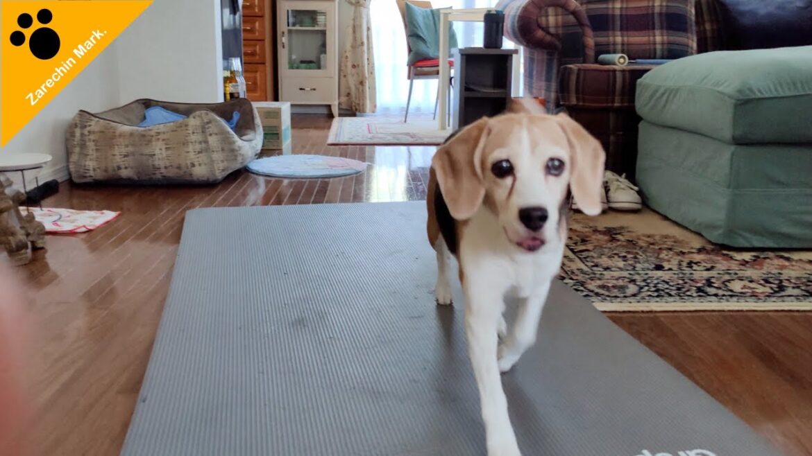 ビーグル犬ザレちんと嫁はんに感謝を込めて! ビーグル犬ザレちんと嫁はんに感謝を込めて!