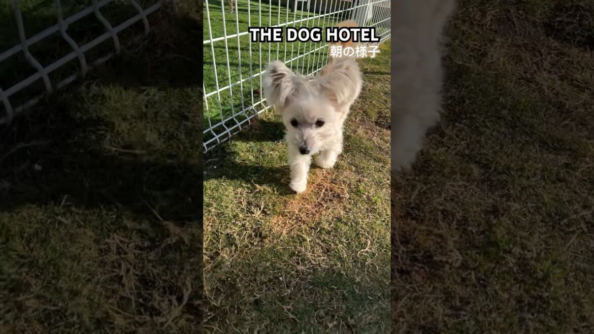 2023/12/17 THE DOG HOTEL ゆずちゃん