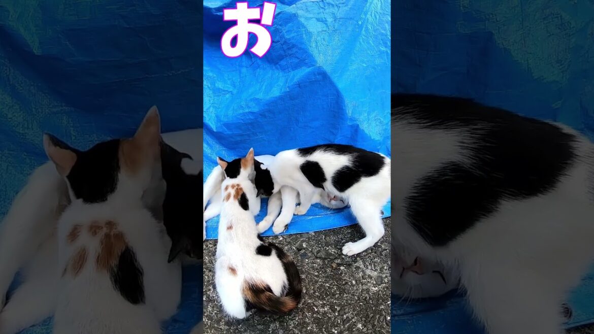 猫」「CAT & PEACE」#cat #ソマリ #ねこ動画 #猫動画 #猫好きさんと繋がりたい #野良猫
