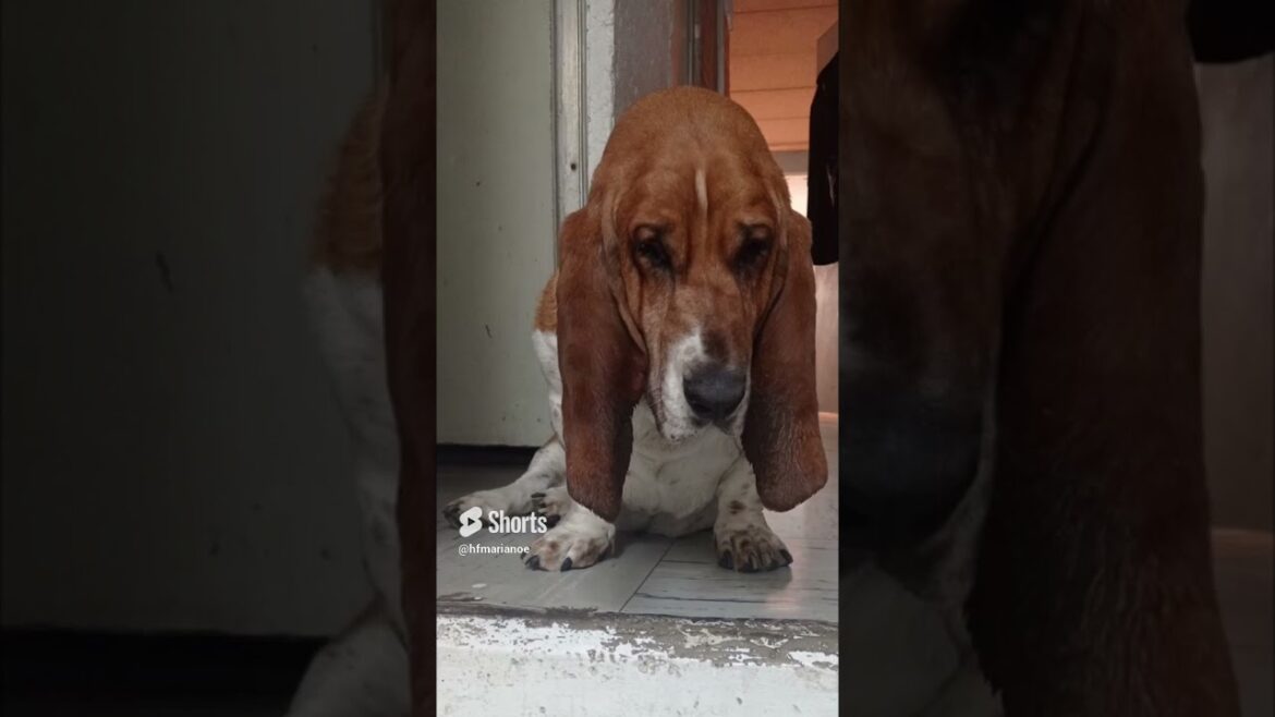 #shorts | El pachón | #bassethound #funypets #bassethounds #doglover #funnyanimals #funnyshorts