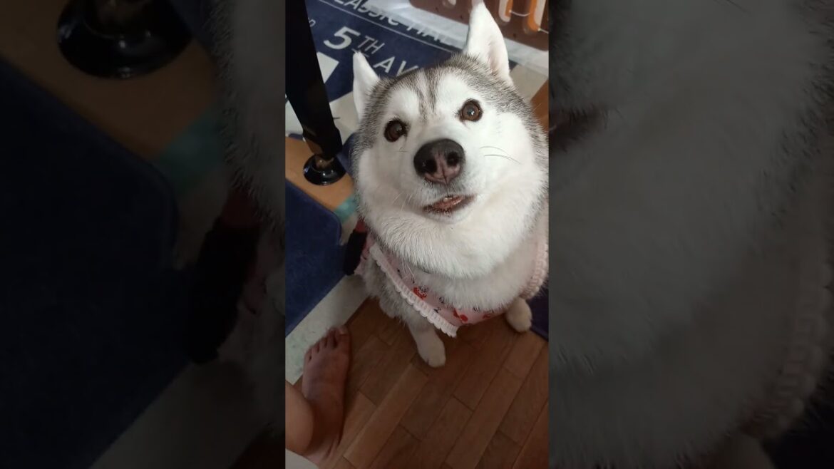 飼い主のしつこさに怒るシベリアンハスキー　♯Short