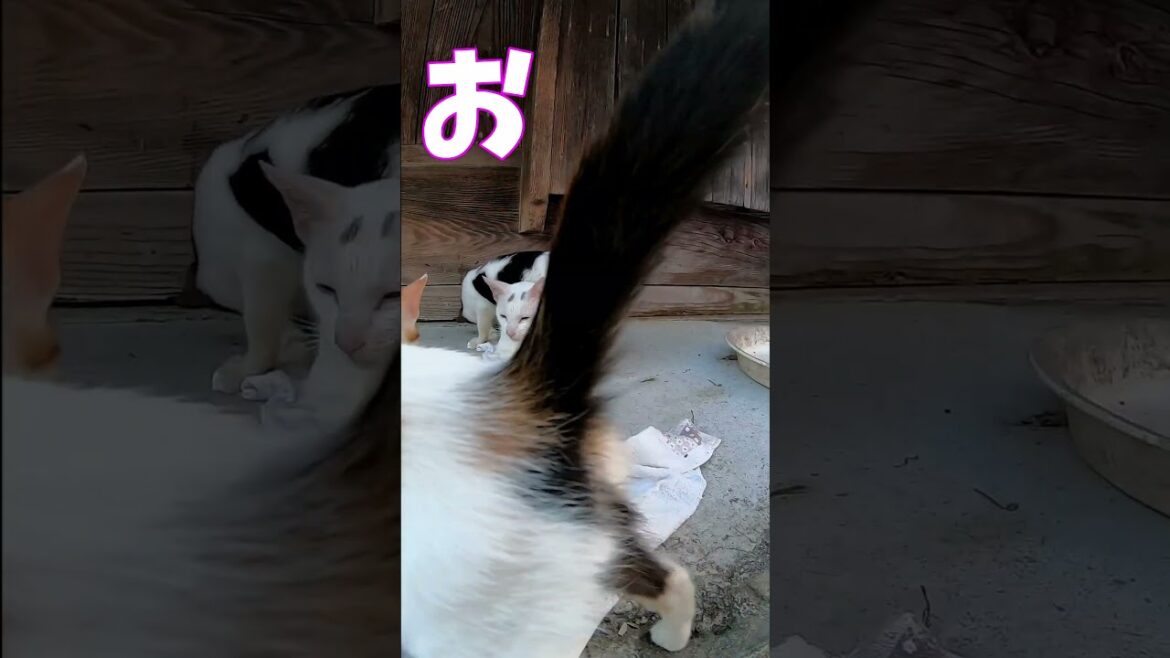 猫」「CAT & PEACE」#cat #ソマリ #ねこ動画 #猫動画 #猫好きさんと繋がりたい #野良猫