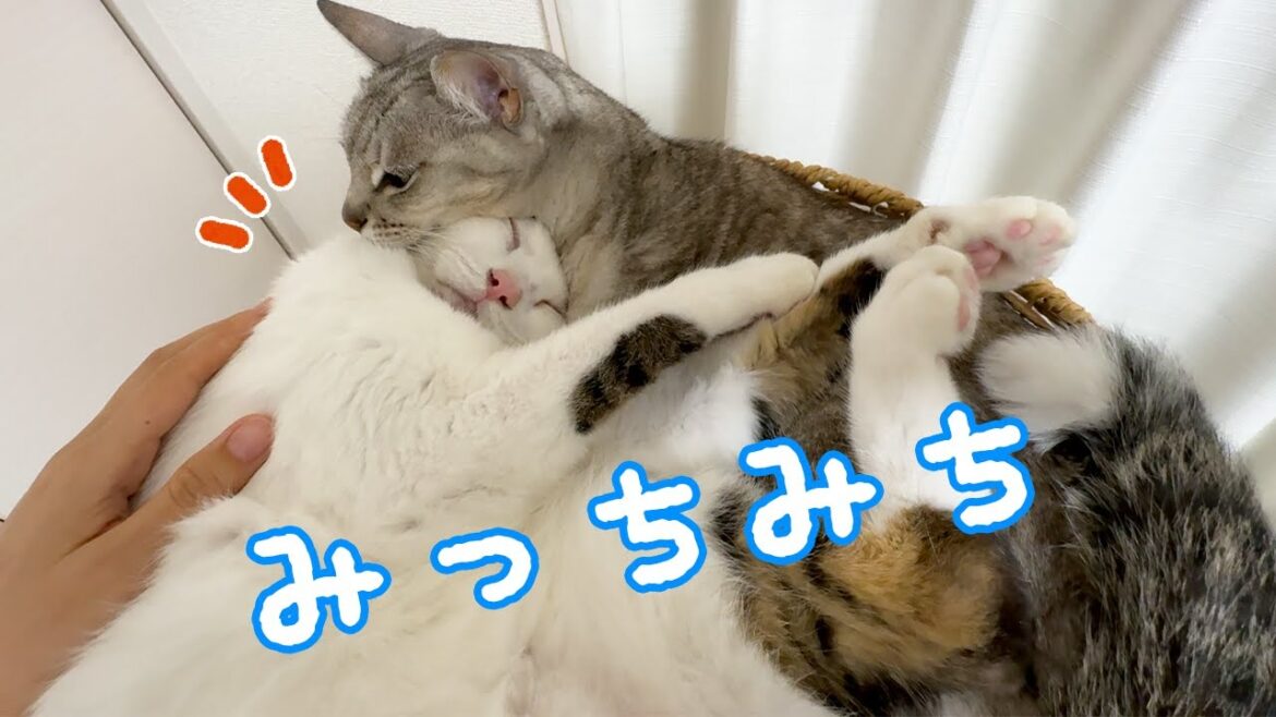 寒くなってぎゅうぎゅうで一緒に寝る猫マロチロ