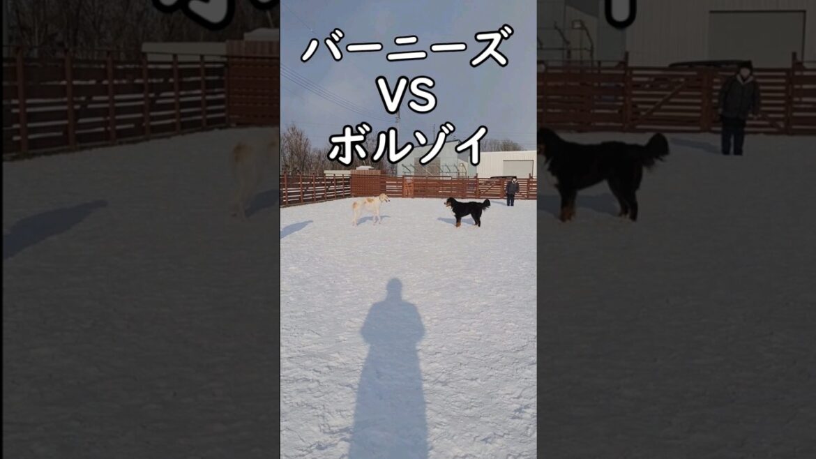 ボルゾイVSバーニーズマウンテンドッグ#バーニーズマウンテンドッグ #bernesemountaindog #ボルゾイ#borzoi#VS#大型犬#決闘