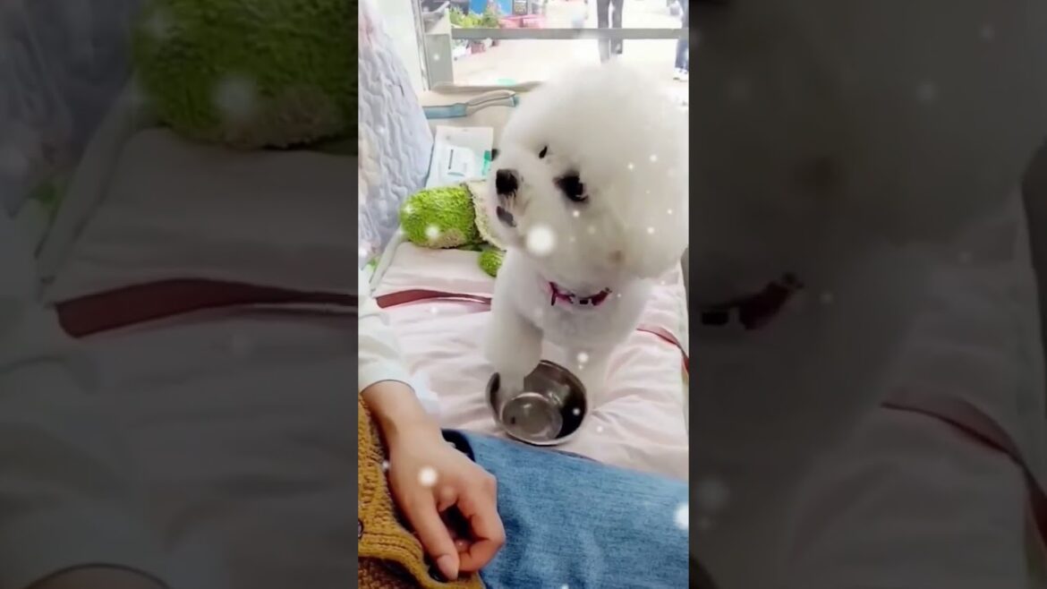 Cute Dog Begging: Adorable Puppy Playfully Tapping Bowls for Food! #shorts #dog