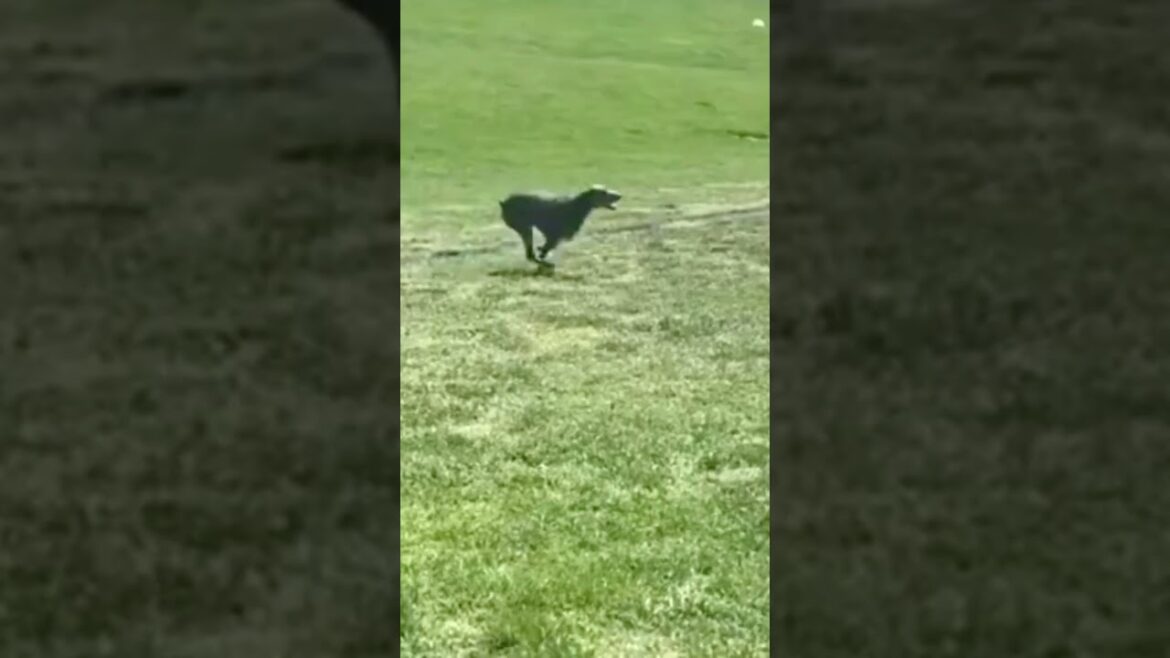 Best Doberman || Powerful Dog ||