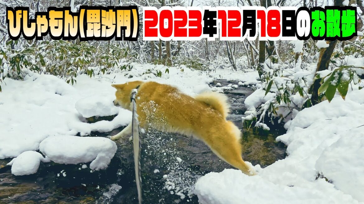 【びしゃもん】2023年12月18日のお散歩 【VLOG】