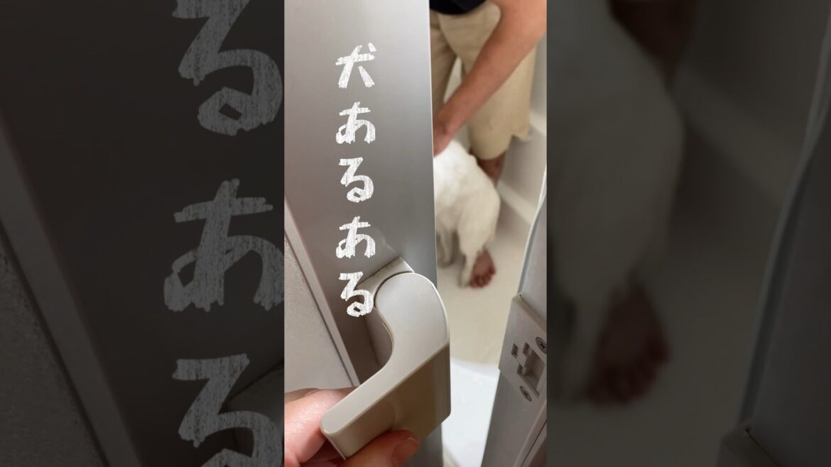 スピッツ犬に報復された　#japanesespitz #日本スピッツ　#shorts