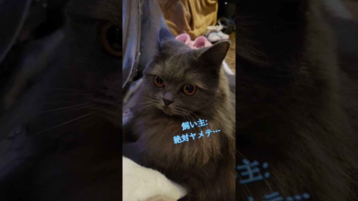 さぁどうやっておもちゃにしてやろうか！【サイベリアン・キキのKIKICHANNEL】 #サイベリアン #猫 #Christmas #shorts
