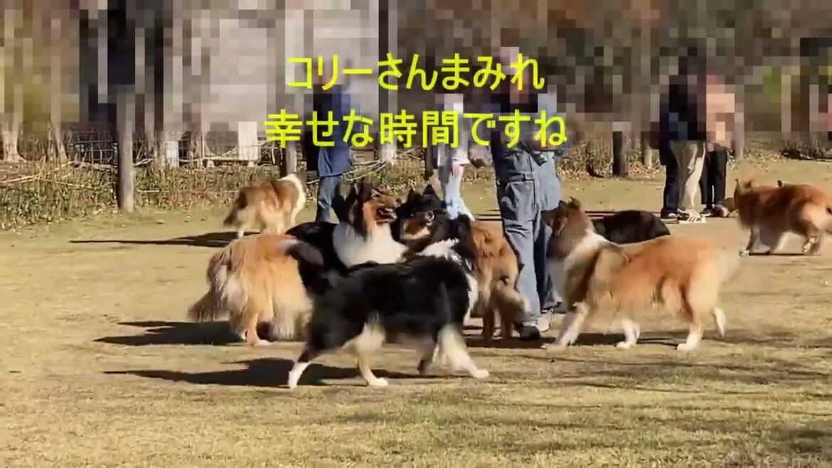 九十九とよもぎ、オフ会に行く！/東海コリーズ・ラフコリー