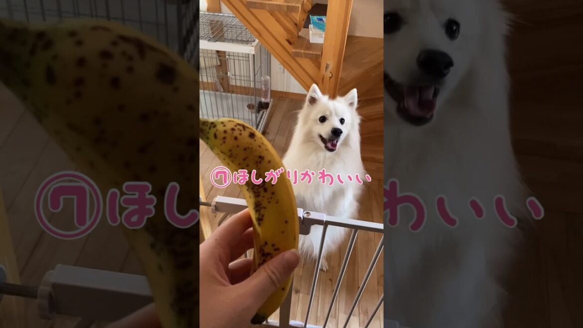 選び抜かれたカワイイ動画１０選(飼い主調べ) #日本スピッツ #japanesespitz #shorts