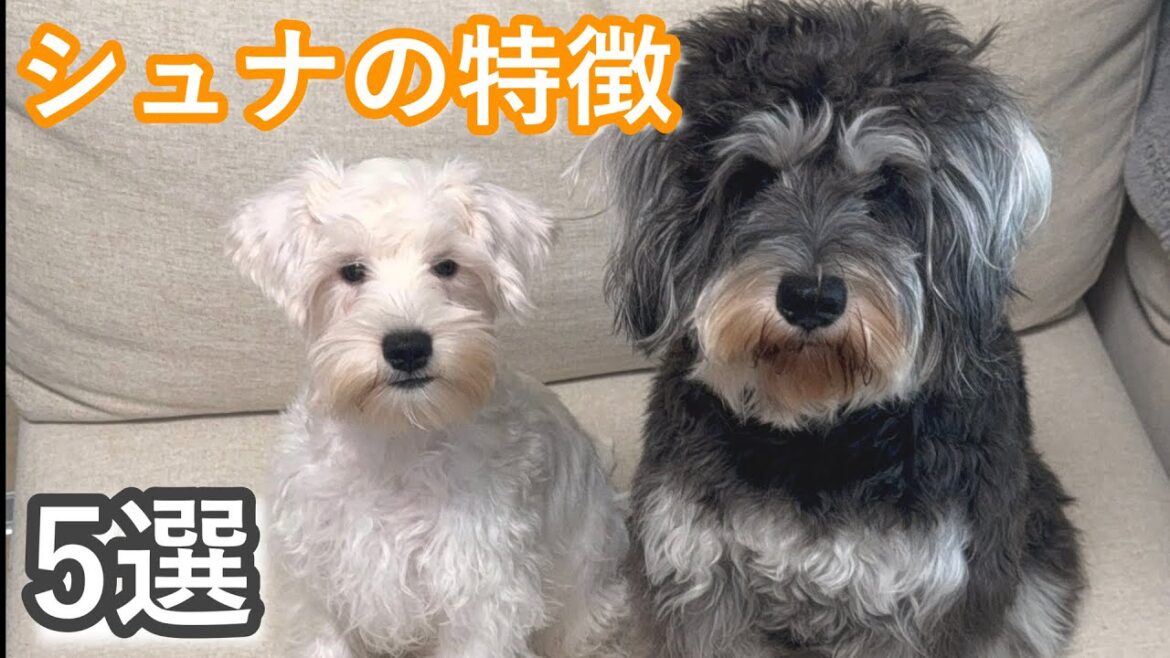 【シュナウザー】飼ってみて分かった特徴5選【多頭飼い】