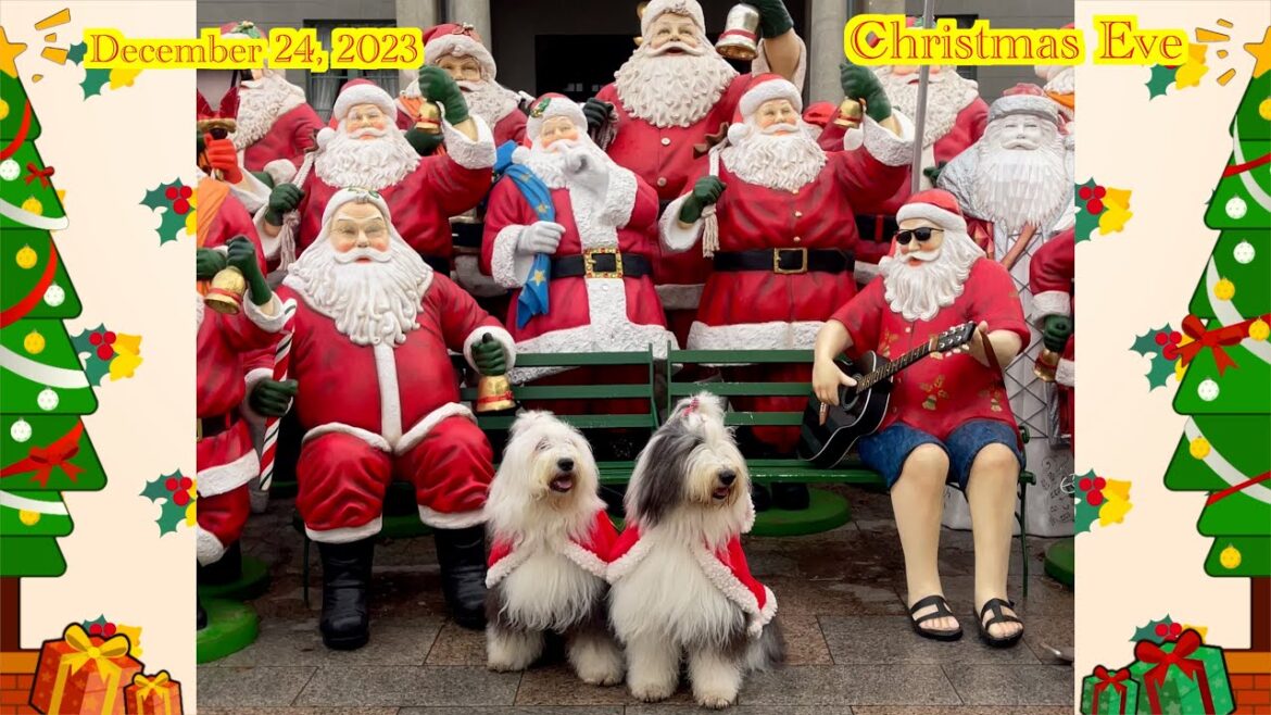 もふもふクリスマス🎄December24,2023 Christmas Eve 天神中央公園にてクリスマスソング生歌をありがとうございます🎶迎賓館の100➕2のサンタ🎅🤶🧑‍🎄🎄