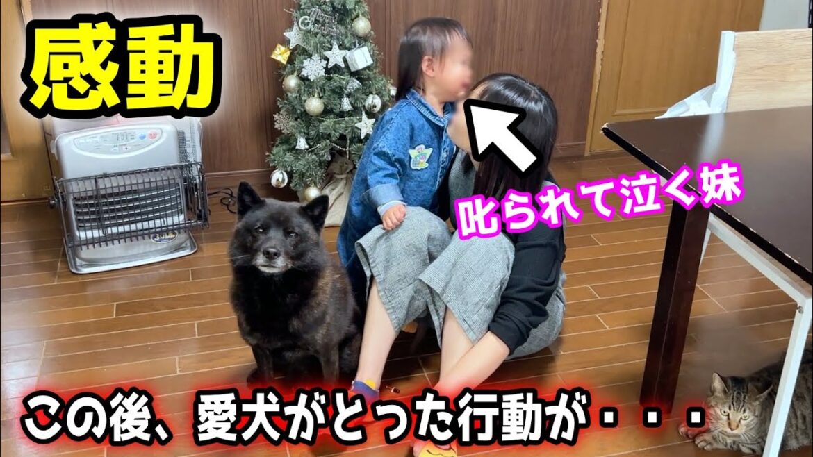【感動】家族が泣いた時、甲斐犬一休がとった行動が・・・