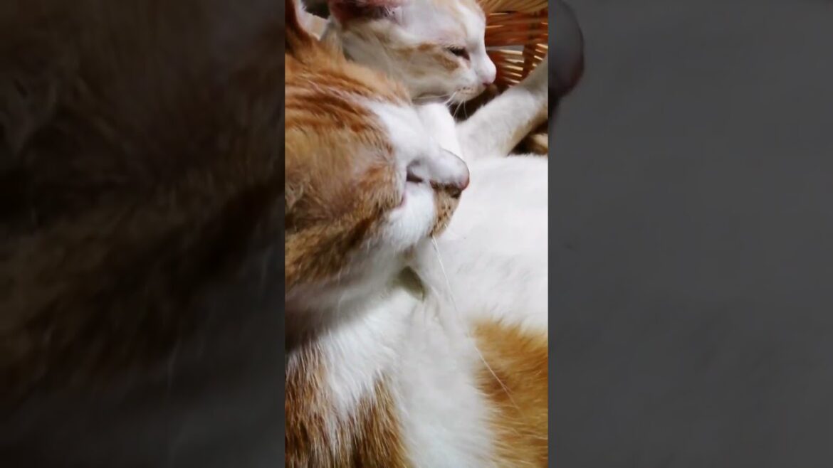 【ねこ動画】グルーミング中のねこ親子に突撃☆ #shorts #猫 #ねこ親子