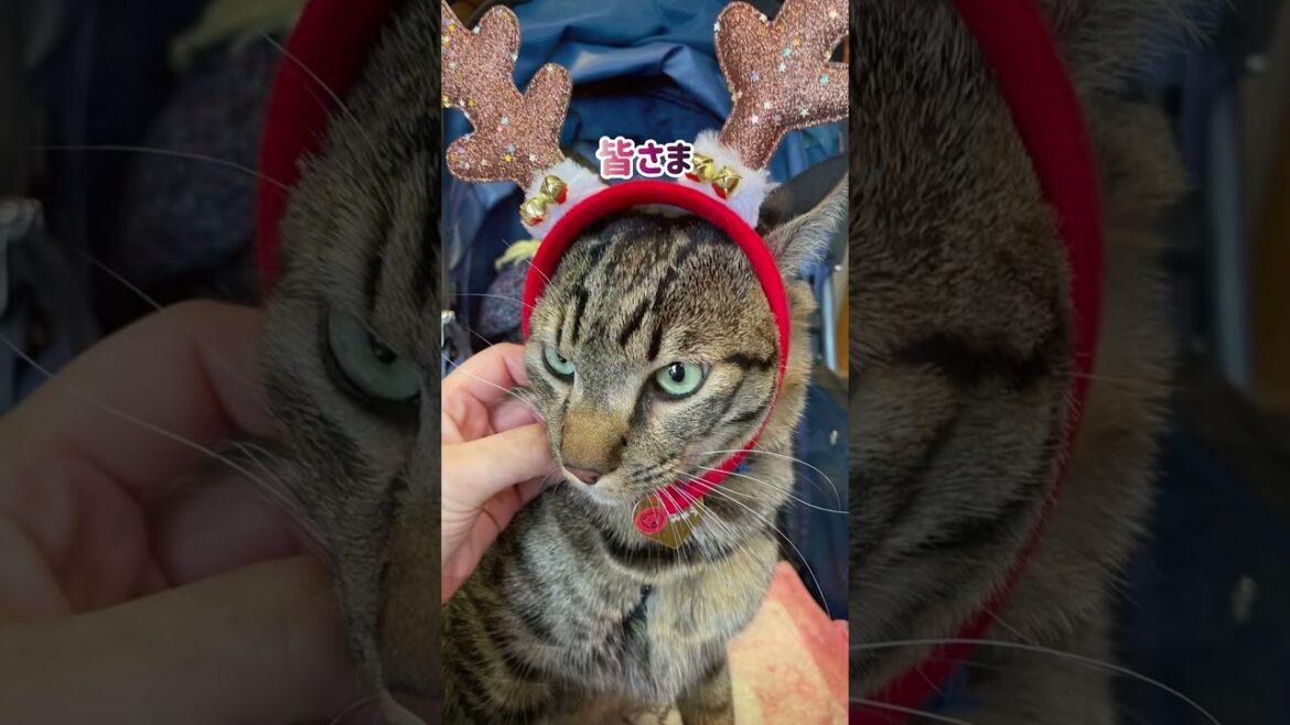 【狆とミニチュアダックスのMIX犬&保護猫】幸せなクリスマス気分を盛り上げた日