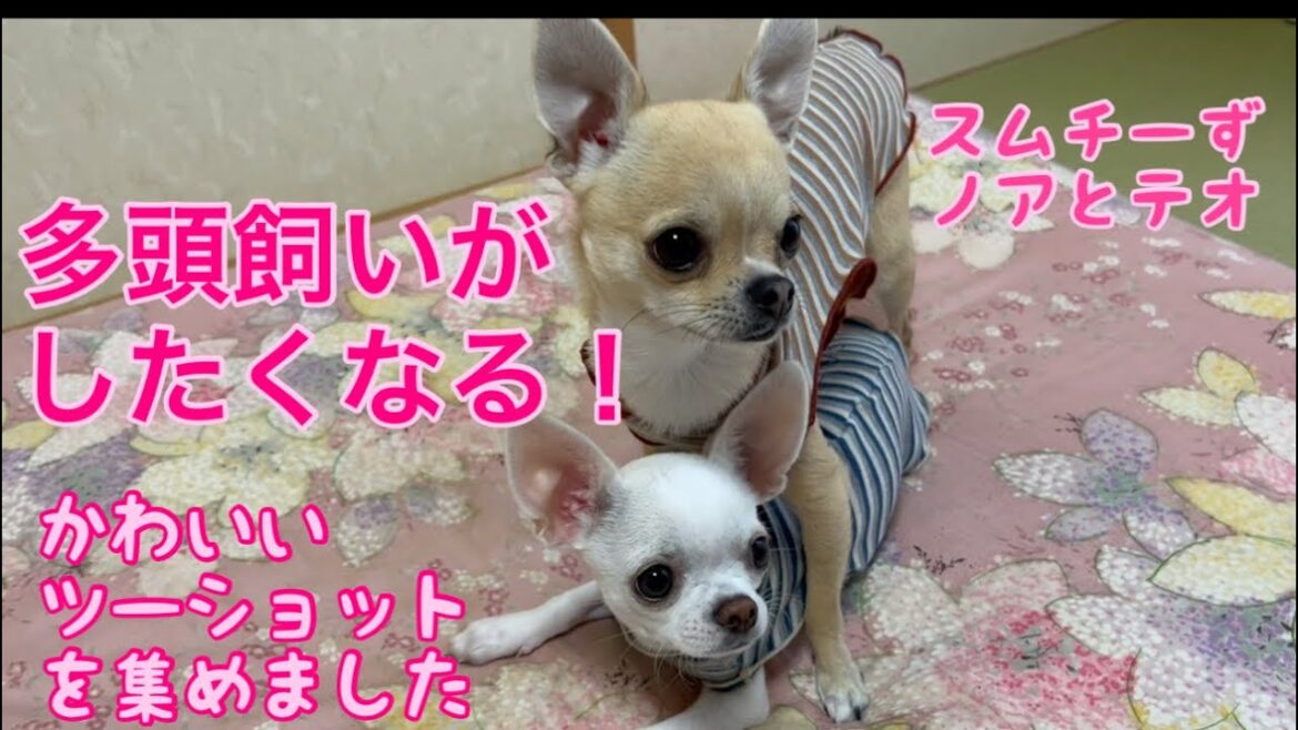 【多頭飼いスムチーず】【仲良しツーショット】仲良く寄り添っているノアとテオの動画を集めてみました🐾かわいくて多頭飼いしたくなっちゃうかも！