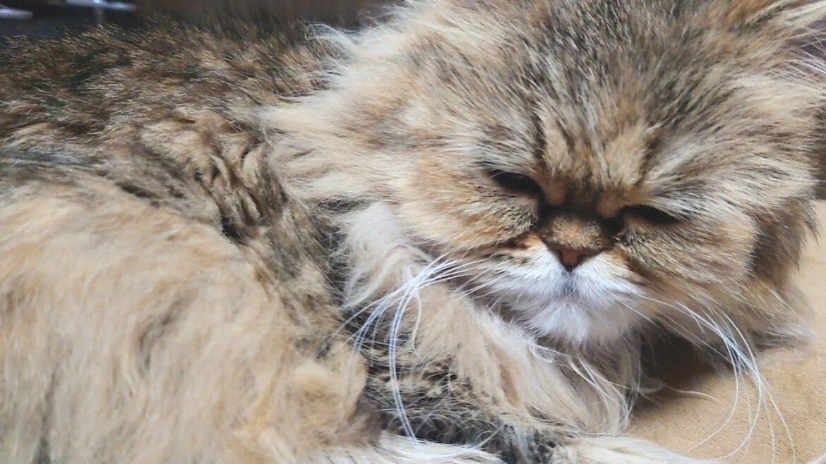 寝起きで完全に寝ぼけてる、こまる