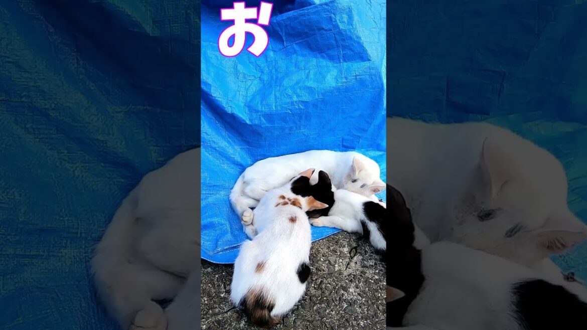 猫」「CAT & PEACE」#cat #ソマリ #ねこ動画 #猫動画 #猫好きさんと繋がりたい #野良猫