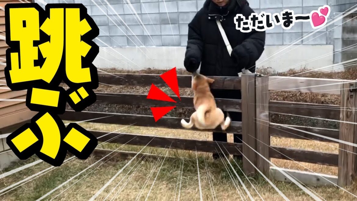 いるはずのない娘が庭に現れたら子犬がこうなりました…