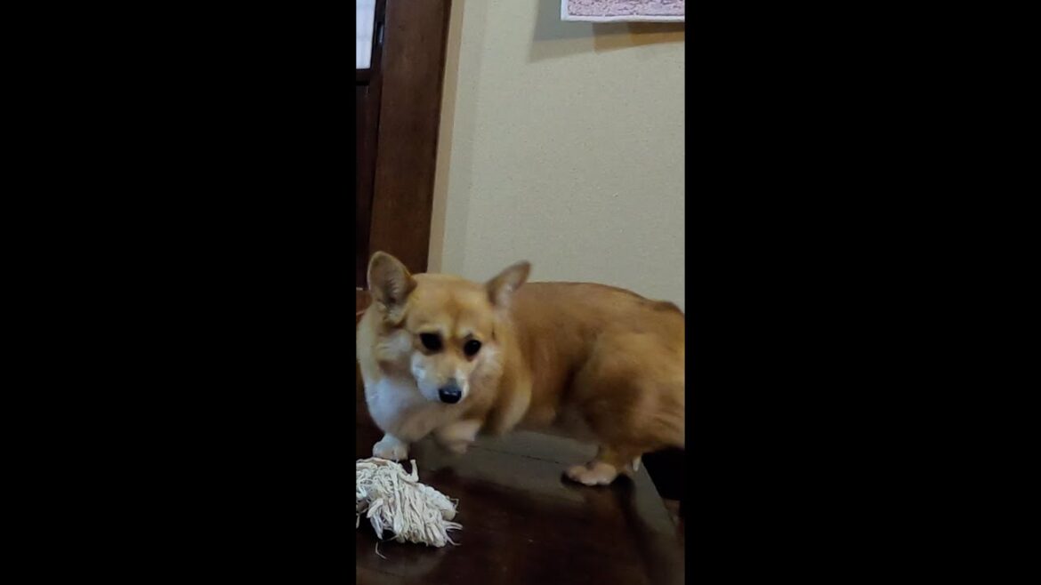 玄関で動き回るコーギー / Corgi moving around #コーギー #corgi #サクラ