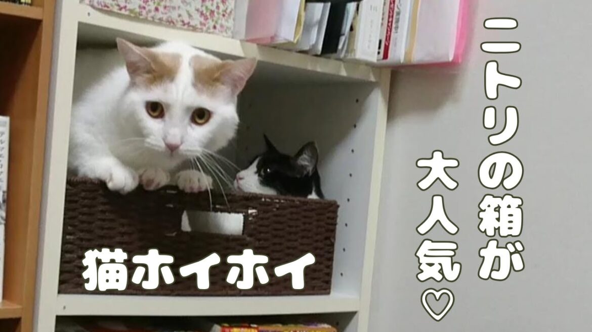猫に大人気☆ニトリのかごはこちらです!【ラガマフィン】【マンチカン】【元野良猫】【ragamuffin】【munchkin】【mix】 猫に大人気☆ニトリのかごはこちらです!【ラガマフィン】【マンチカン】【元野良猫】【ragamuffin】【munchkin】【mix】