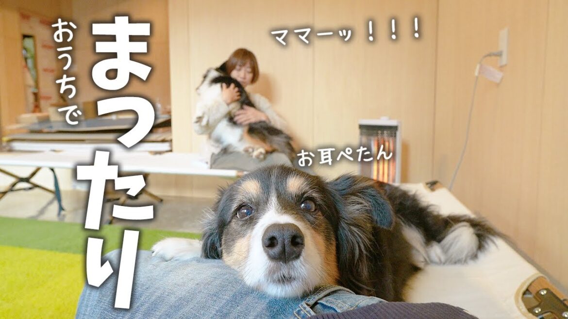 愛犬たちのために作った土間スペースでまったり
