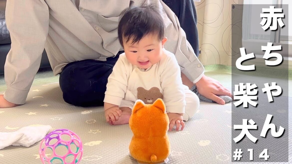 【赤ちゃんと柴犬】赤ちゃんが初めてお友達と遊んで来ました！