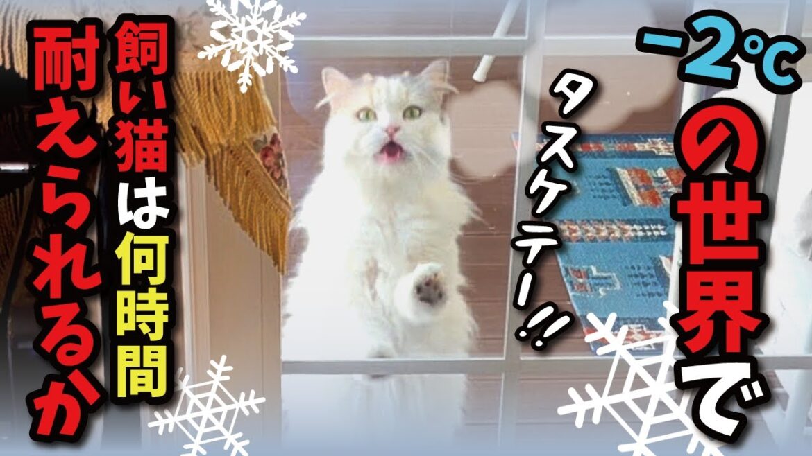 氷点下の世界で飼い猫は生きていけるのか…!?【関西弁でしゃべる猫】【猫アテレコ】 氷点下の世界で飼い猫は生きていけるのか…!?【関西弁でしゃべる猫】【猫アテレコ】