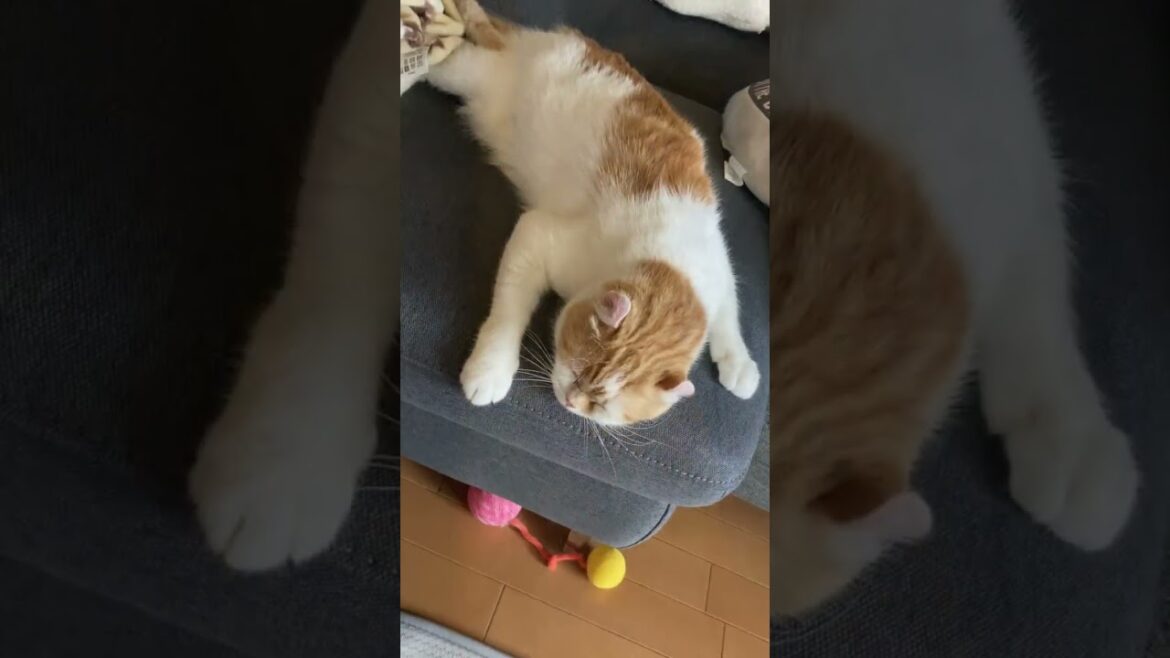 くつろぐ猫～まとめ #shorts  #猫 #アメリカンカール #cat