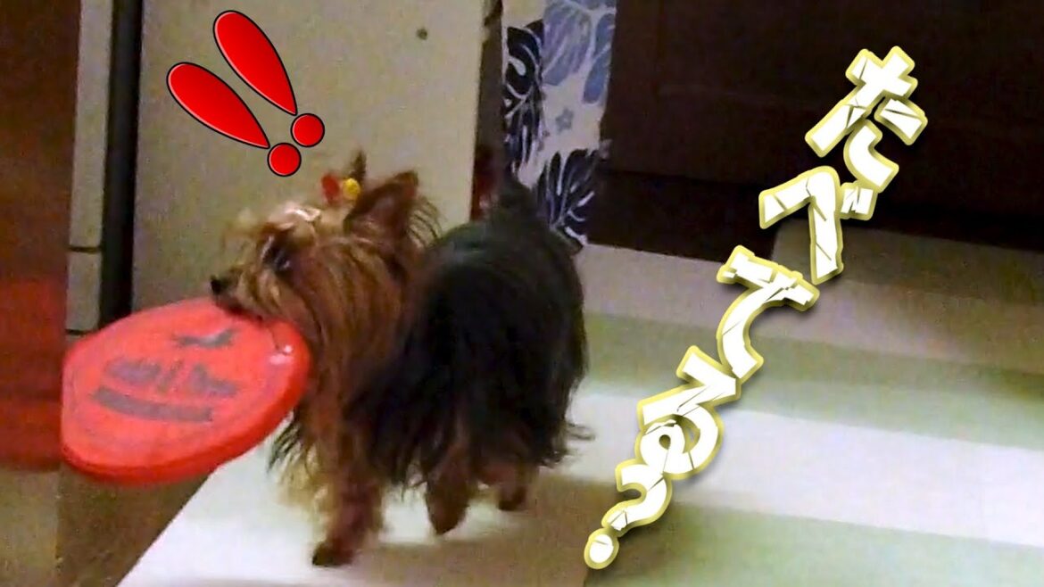 ママさんのつまみ食い、見逃しません。----💦😂【キュートなヨーキー小型犬-60代夫婦と幸せなペット生活-】