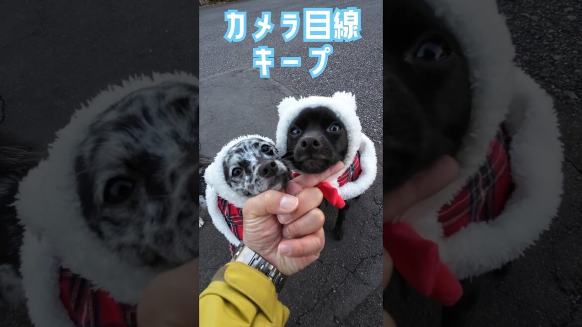 ダブルあご(クリスマスバージョン) #chihuahua #dog #mixedbreed #チワワ #双子犬 #schipperke #スキッパーキ #ミックス犬 #すみぞ
