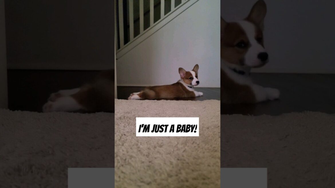 100% Baby😆 💯#shorts #corgi #puppy #dog