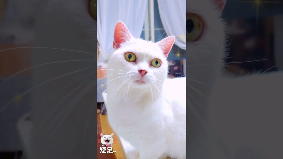 キョロキョロしてる白猫を近くで観察してみた！ #マンチカン #短足 #白猫